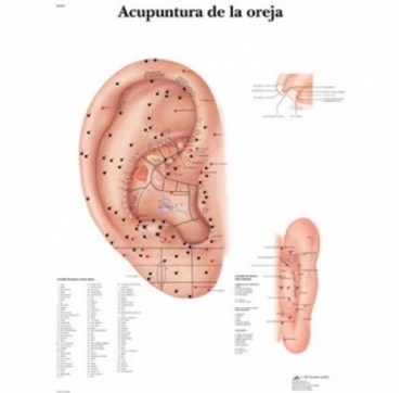 Lamina 3B Acupuntura de la Oreja