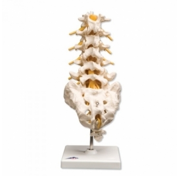 3B Columna Vertebral Lumbar