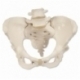 3B Esqueleto de la Pelvis Femenino