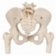 3B Esqueleto de la Pelvis Femenino con cabezas de femur moviles