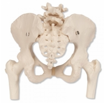 3B Esqueleto de la Pelvis Femenino con cabezas de femur moviles