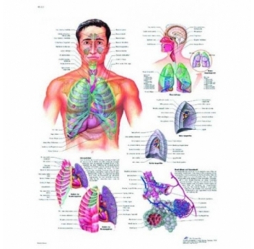 Lamina 3B Aparato Respiratotio