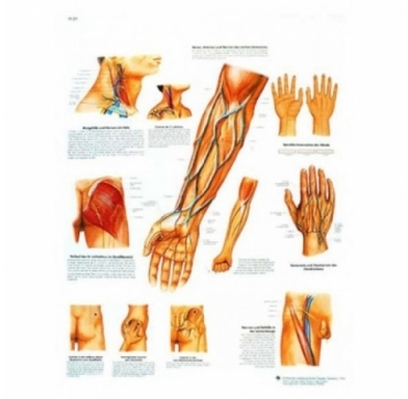 Lamina 3B Curso de los vasos y nervios de significacion clinica