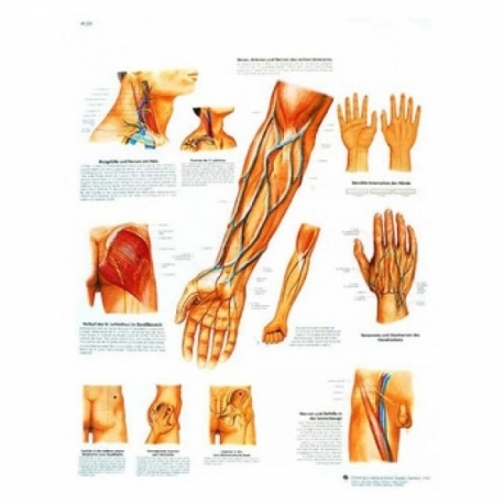 Lamina 3B Curso de los vasos y nervios de significacion clinica
